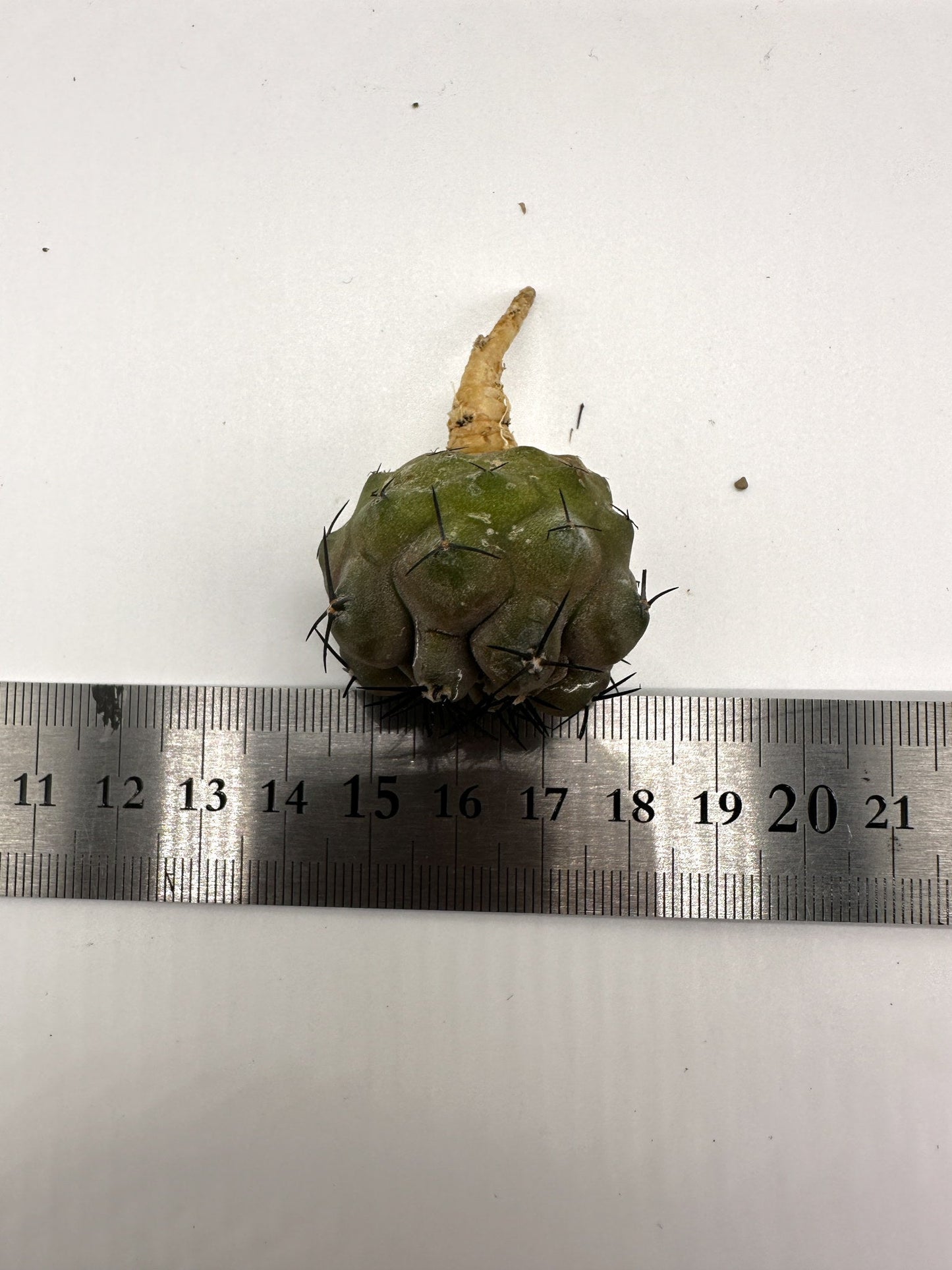 【現品限り】コピアポア・シネレア 黒王丸 抜き苗 実生 期間限定【H8】 Copiapoa cinerea