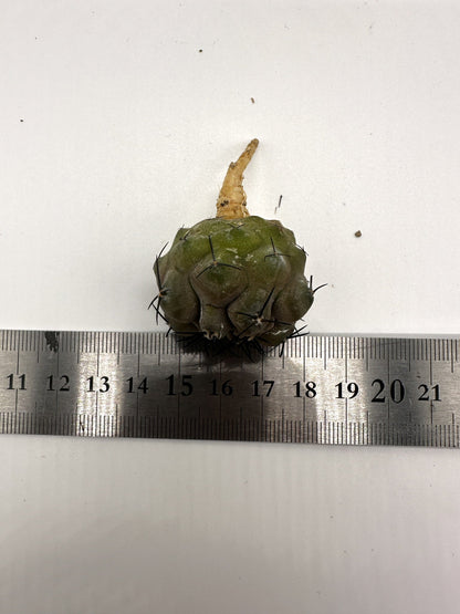 【現品限り】コピアポア・シネレア 黒王丸 抜き苗 実生 期間限定【H8】 Copiapoa cinerea