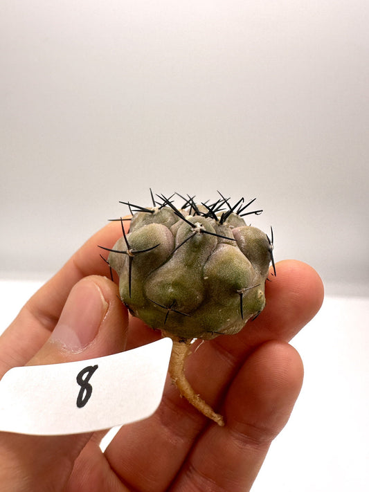 【現品限り】コピアポア・シネレア 黒王丸 抜き苗 実生 期間限定【H8】 Copiapoa cinerea