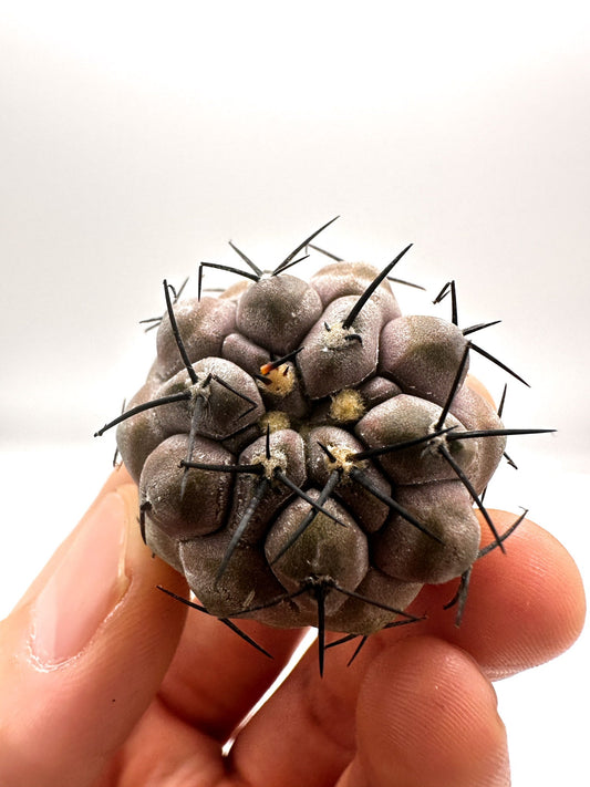 【現品限り】コピアポア・シネレア 黒王丸 抜き苗 実生 期間限定【H9】 Copiapoa cinerea