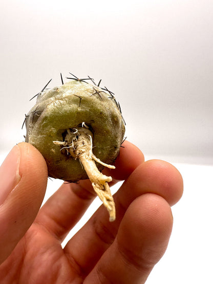 【現品限り】コピアポア・シネレア 黒王丸 抜き苗 実生 期間限定【H9】 Copiapoa cinerea