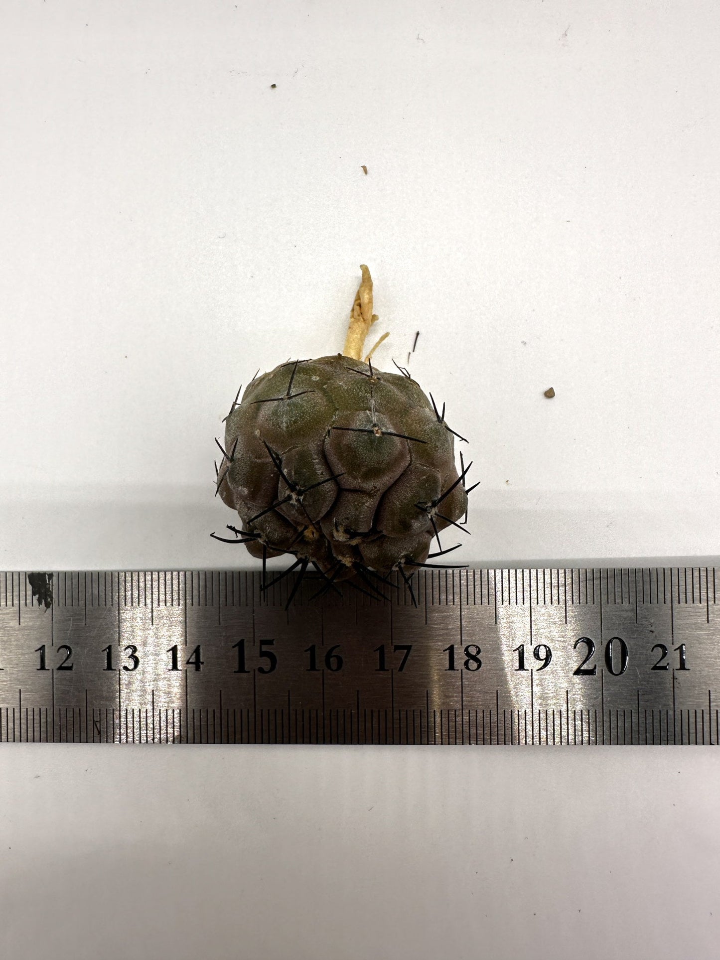 【現品限り】コピアポア・シネレア 黒王丸 抜き苗 実生 期間限定【H9】 Copiapoa cinerea
