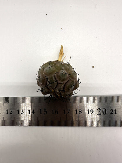 【現品限り】コピアポア・シネレア 黒王丸 抜き苗 実生 期間限定【H9】 Copiapoa cinerea
