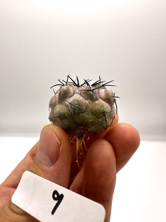 【現品限り】コピアポア・シネレア 黒王丸 抜き苗 実生 期間限定【H9】 Copiapoa cinerea