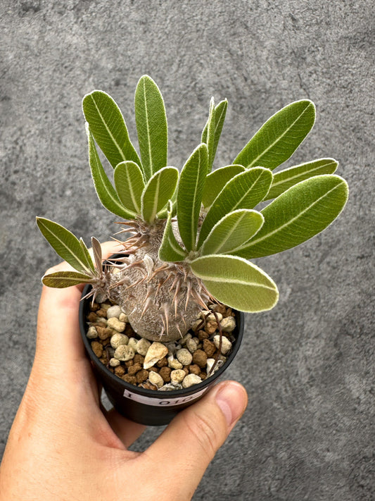【現品限り】パキポディウム・デンシフローラム 長期実生【I10】 Pachypodium densiflorum