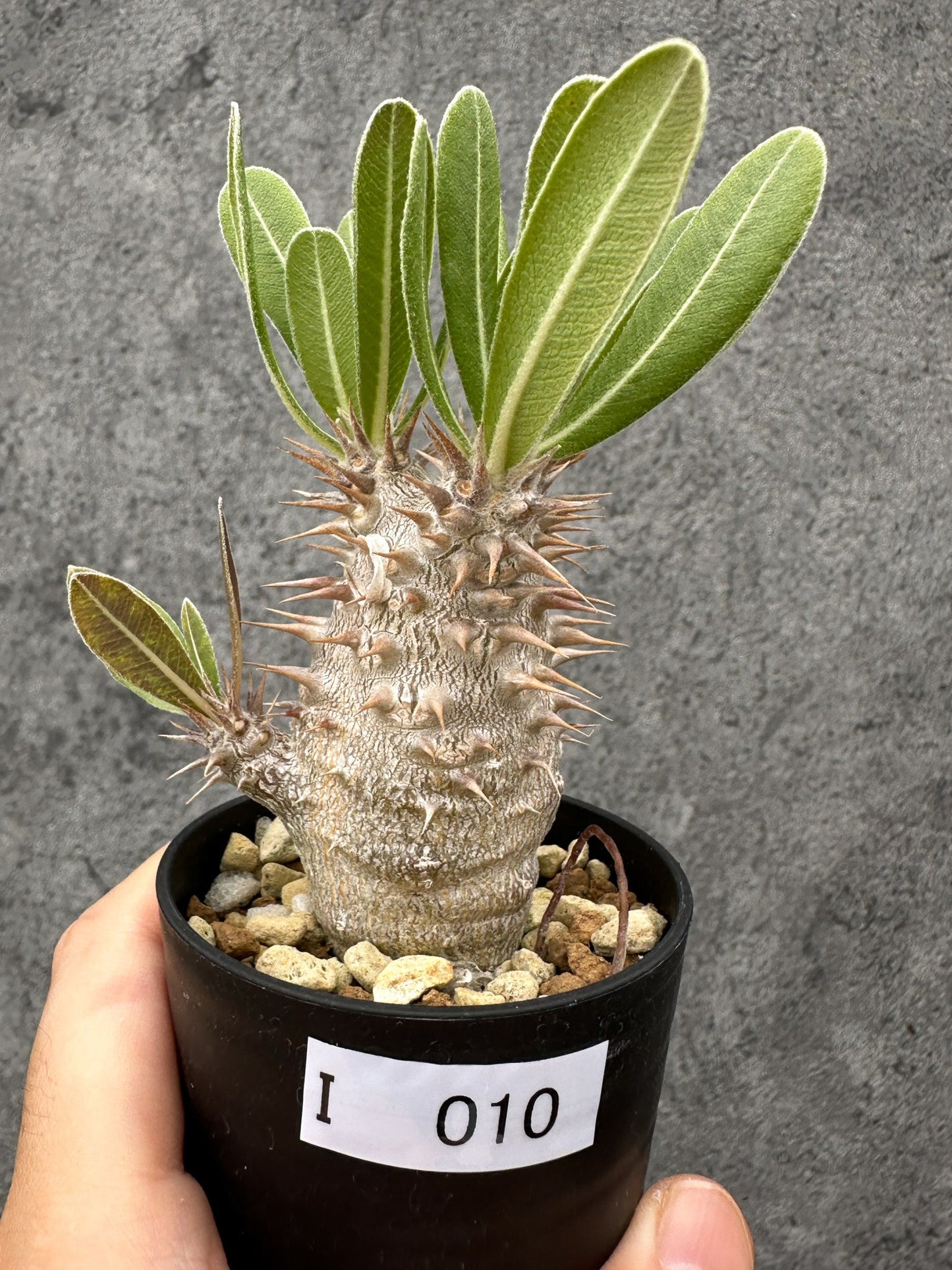 【現品限り】パキポディウム・デンシフローラム 長期実生【I10】 Pachypodium densiflorum