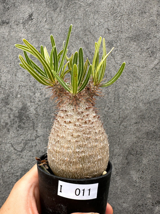 【現品限り】パキポディウム・グラキリス コレクション株 実生【I11】 Pachypodium gracilius
