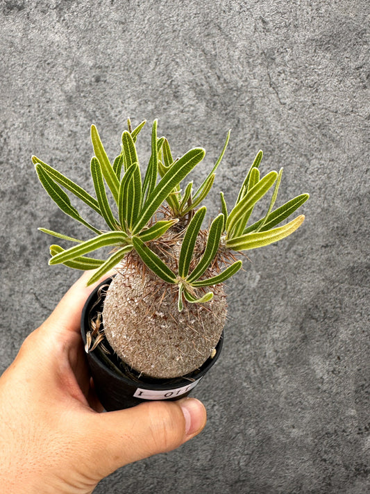【現品限り】パキポディウム・グラキリス コレクション株 実生【I11】 Pachypodium gracilius