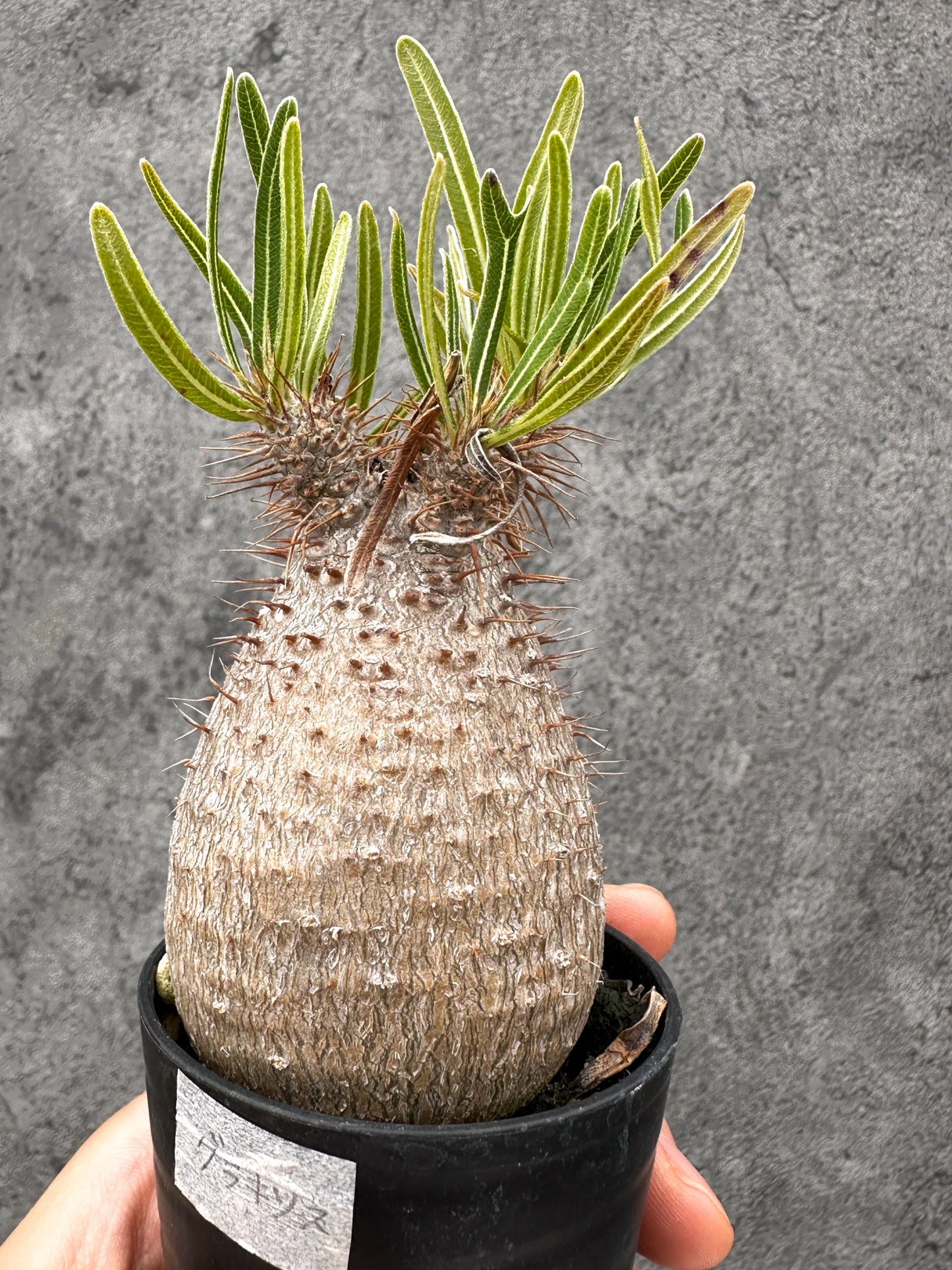 【現品限り】パキポディウム・グラキリス コレクション株 実生【I11】 Pachypodium gracilius