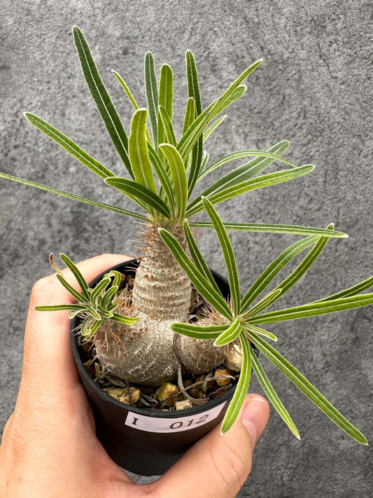 【現品限り】パキポディウム・グラキリス コレクション株 実生【I12】 Pachypodium gracilius