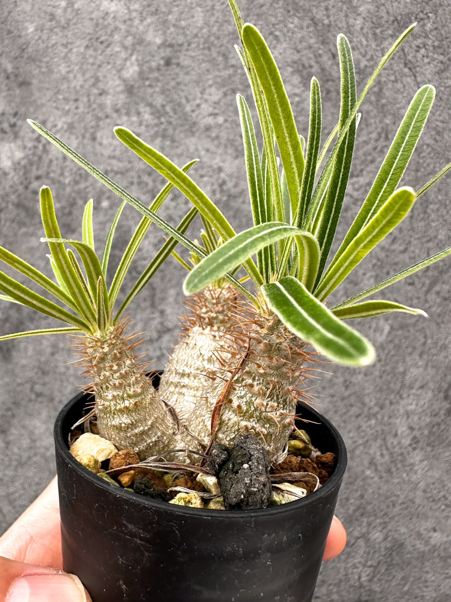 【現品限り】パキポディウム・グラキリス コレクション株 実生【I12】 Pachypodium gracilius