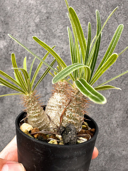 【現品限り】パキポディウム・グラキリス コレクション株 実生【I12】 Pachypodium gracilius