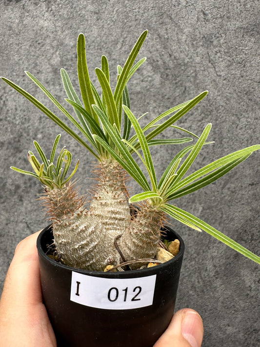 【現品限り】パキポディウム・グラキリス コレクション株 実生【I12】 Pachypodium gracilius