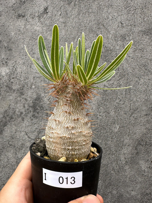 【現品限り】パキポディウム・グラキリス コレクション株 実生【I13】 Pachypodium gracilius