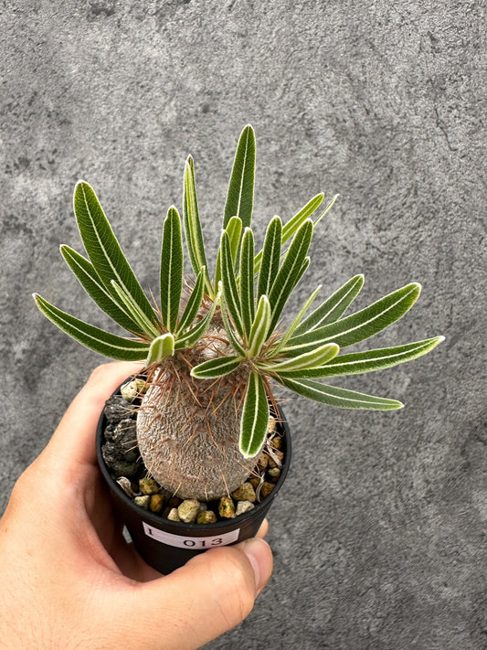 【現品限り】パキポディウム・グラキリス コレクション株 実生【I13】 Pachypodium gracilius