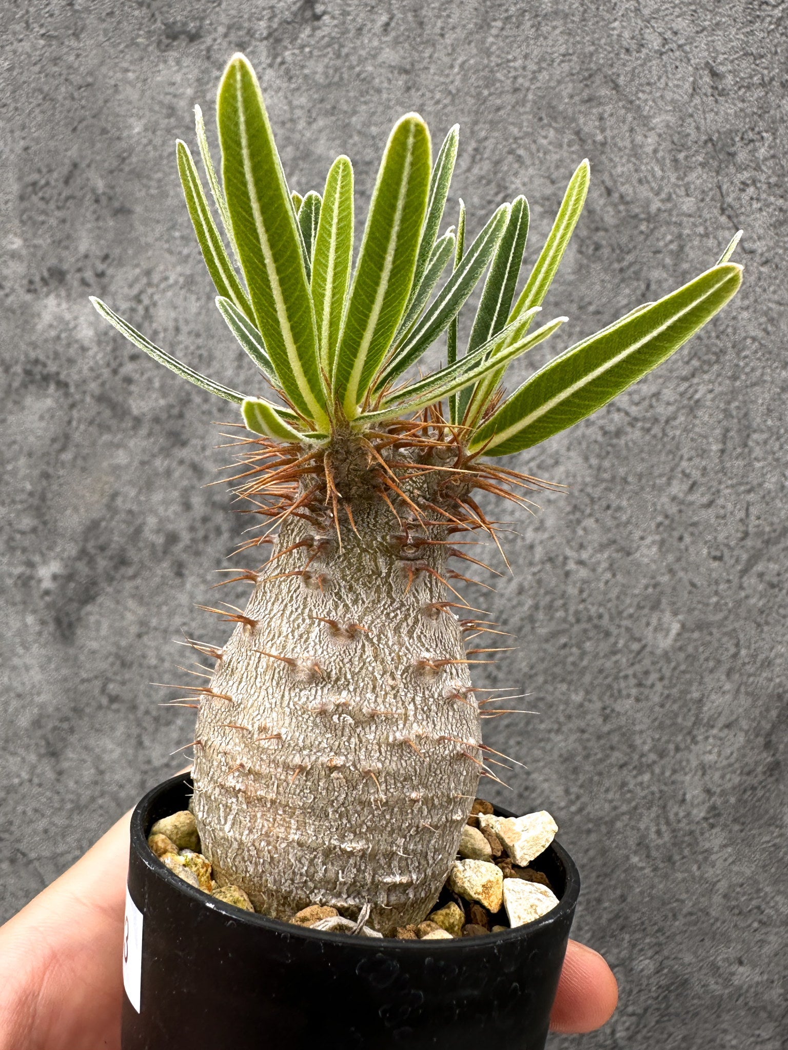 パキポディウム・グラキリス コレクション株 実生【I13】 Pachypodium