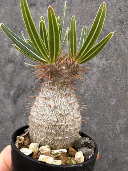 【現品限り】パキポディウム・グラキリス コレクション株 実生【I13】 Pachypodium gracilius