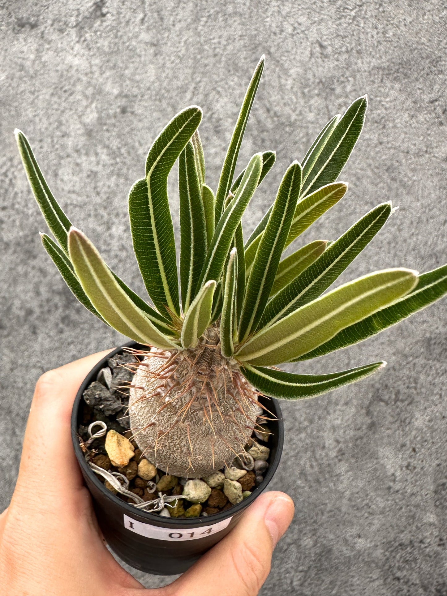 【現品限り】パキポディウム・グラキリス コレクション株 実生【I14】 Pachypodium gracilius