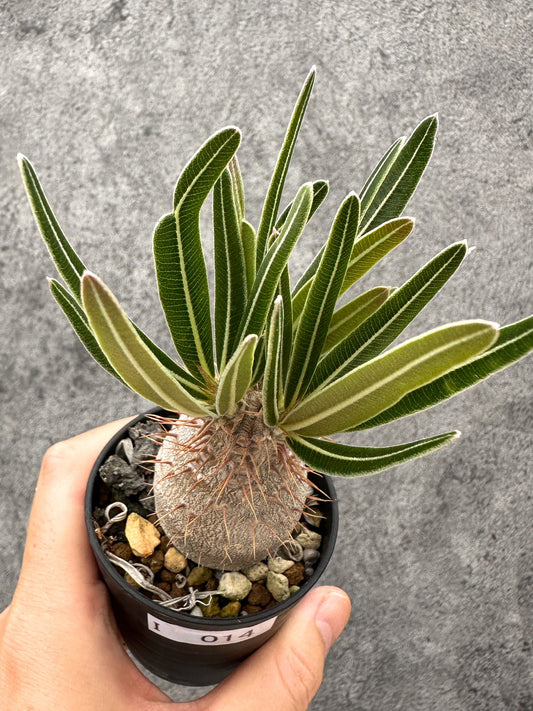 【現品限り】パキポディウム・グラキリス コレクション株 実生【I14】 Pachypodium gracilius