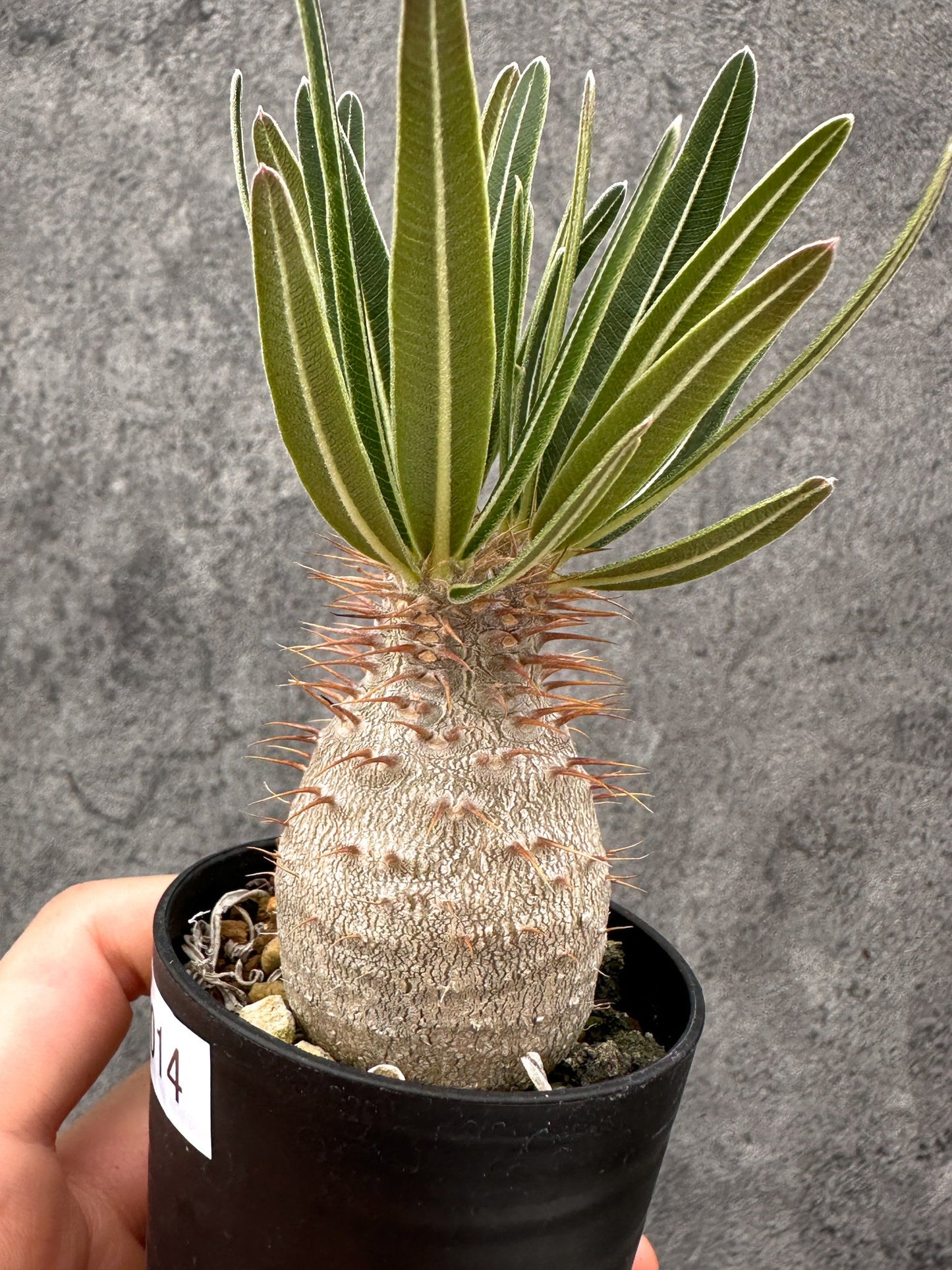 【現品限り】パキポディウム・グラキリス コレクション株 実生【I14】 Pachypodium gracilius