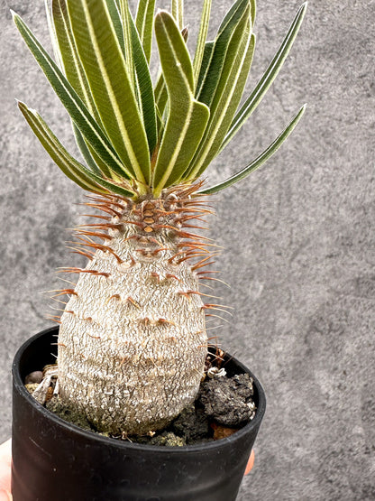 【現品限り】パキポディウム・グラキリス コレクション株 実生【I14】 Pachypodium gracilius