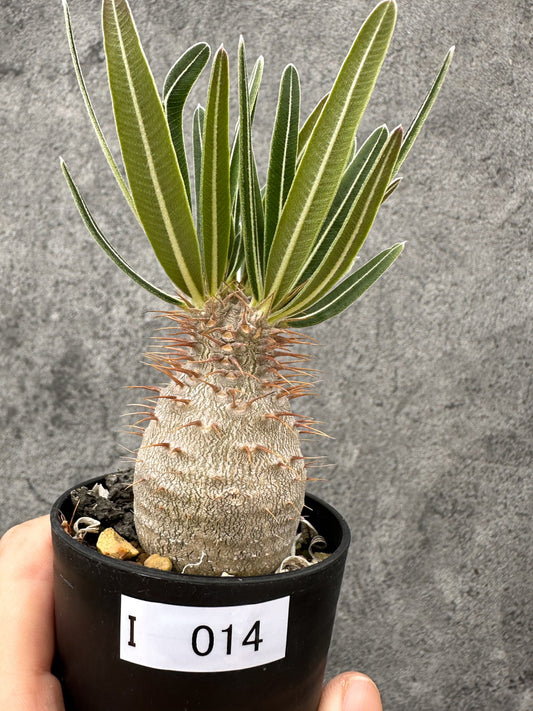 【現品限り】パキポディウム・グラキリス コレクション株 実生【I14】 Pachypodium gracilius