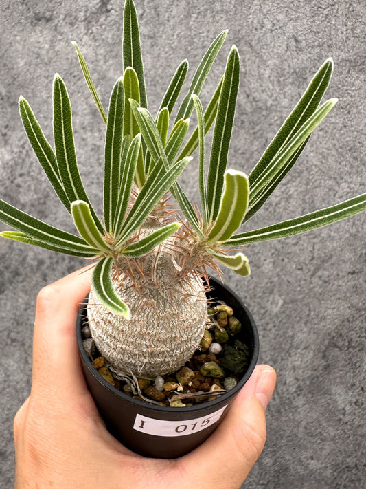 【現品限り】パキポディウム・グラキリス コレクション株 実生【I15】 Pachypodium gracilius
