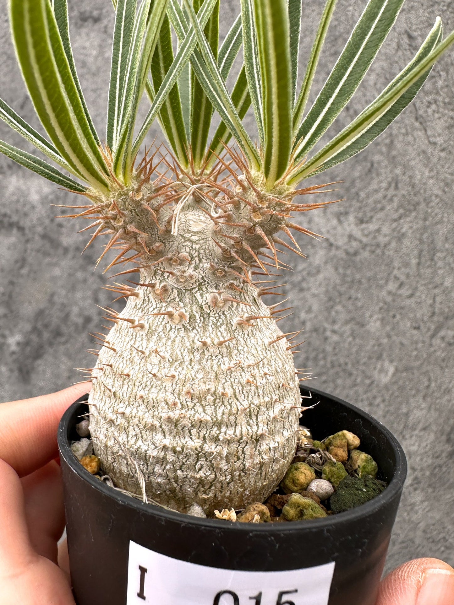 【現品限り】パキポディウム・グラキリス コレクション株 実生【I15】 Pachypodium gracilius