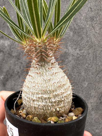 【現品限り】パキポディウム・グラキリス コレクション株 実生【I15】 Pachypodium gracilius