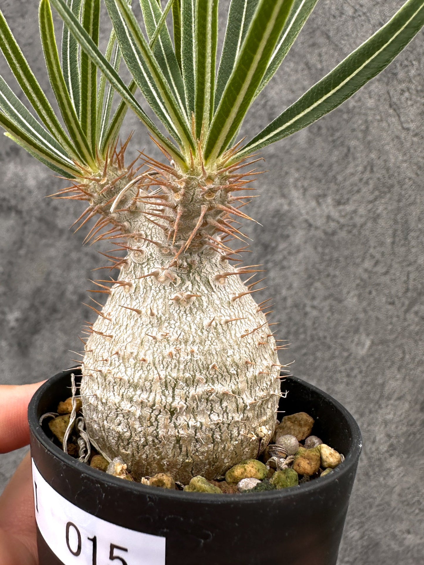 【現品限り】パキポディウム・グラキリス コレクション株 実生【I15】 Pachypodium gracilius