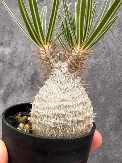 【現品限り】パキポディウム・グラキリス コレクション株 実生【I15】 Pachypodium gracilius