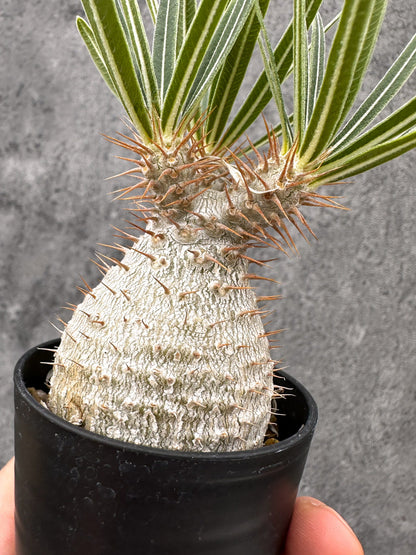 【現品限り】パキポディウム・グラキリス コレクション株 実生【I15】 Pachypodium gracilius