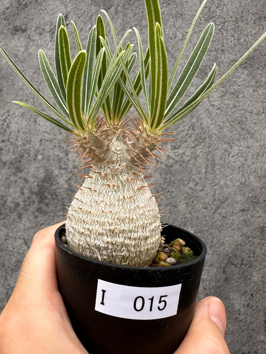 【現品限り】パキポディウム・グラキリス コレクション株 実生【I15】 Pachypodium gracilius