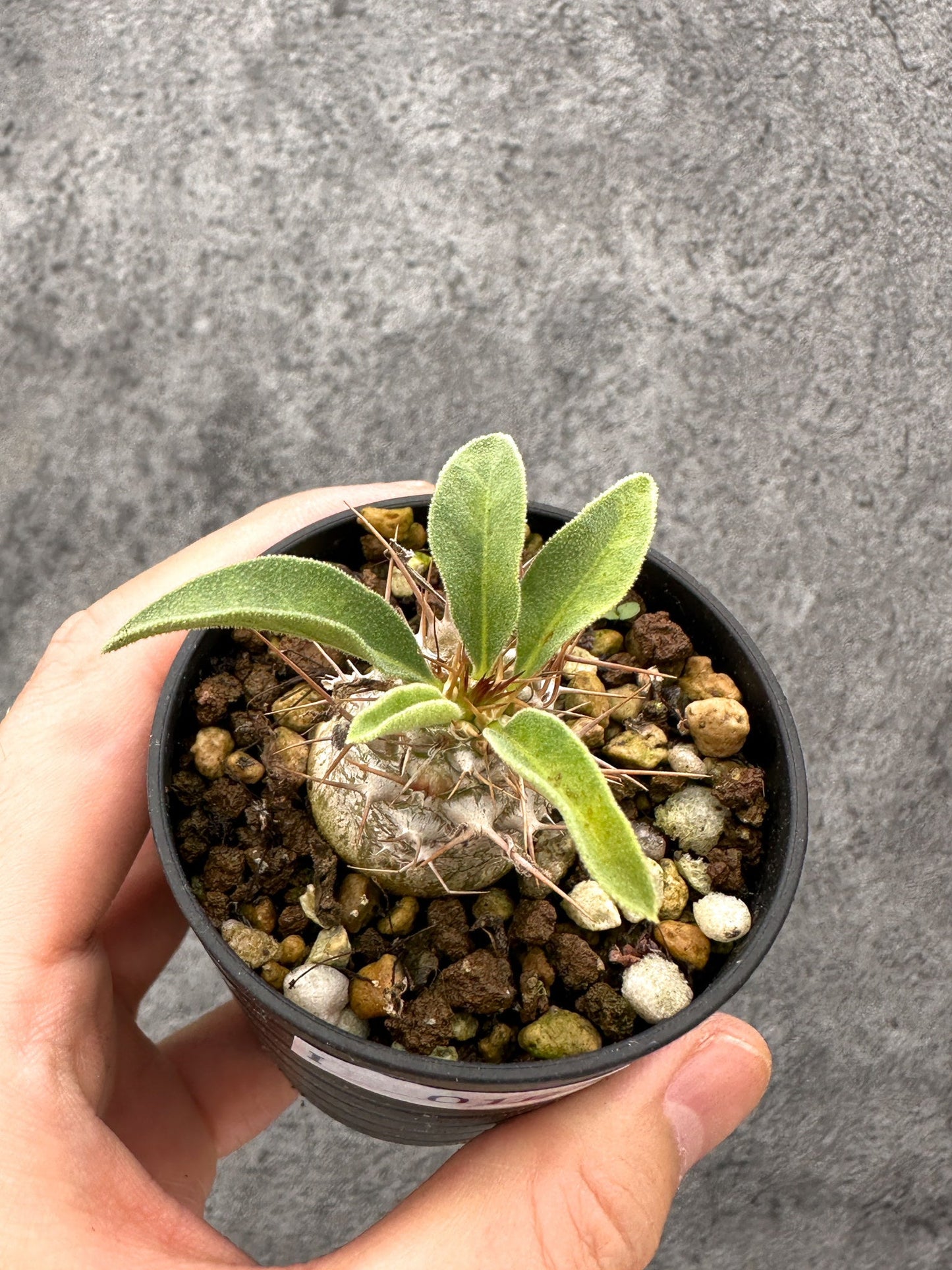 【現品限り】パキポディウム・ナマクアナム 光堂 実生【I16】 Pachypodium namaquanum