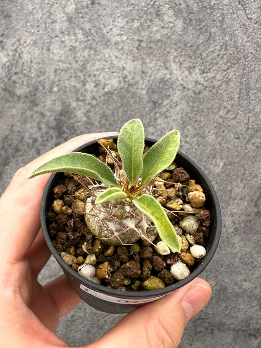【現品限り】パキポディウム・ナマクアナム 光堂 実生【I16】 Pachypodium namaquanum