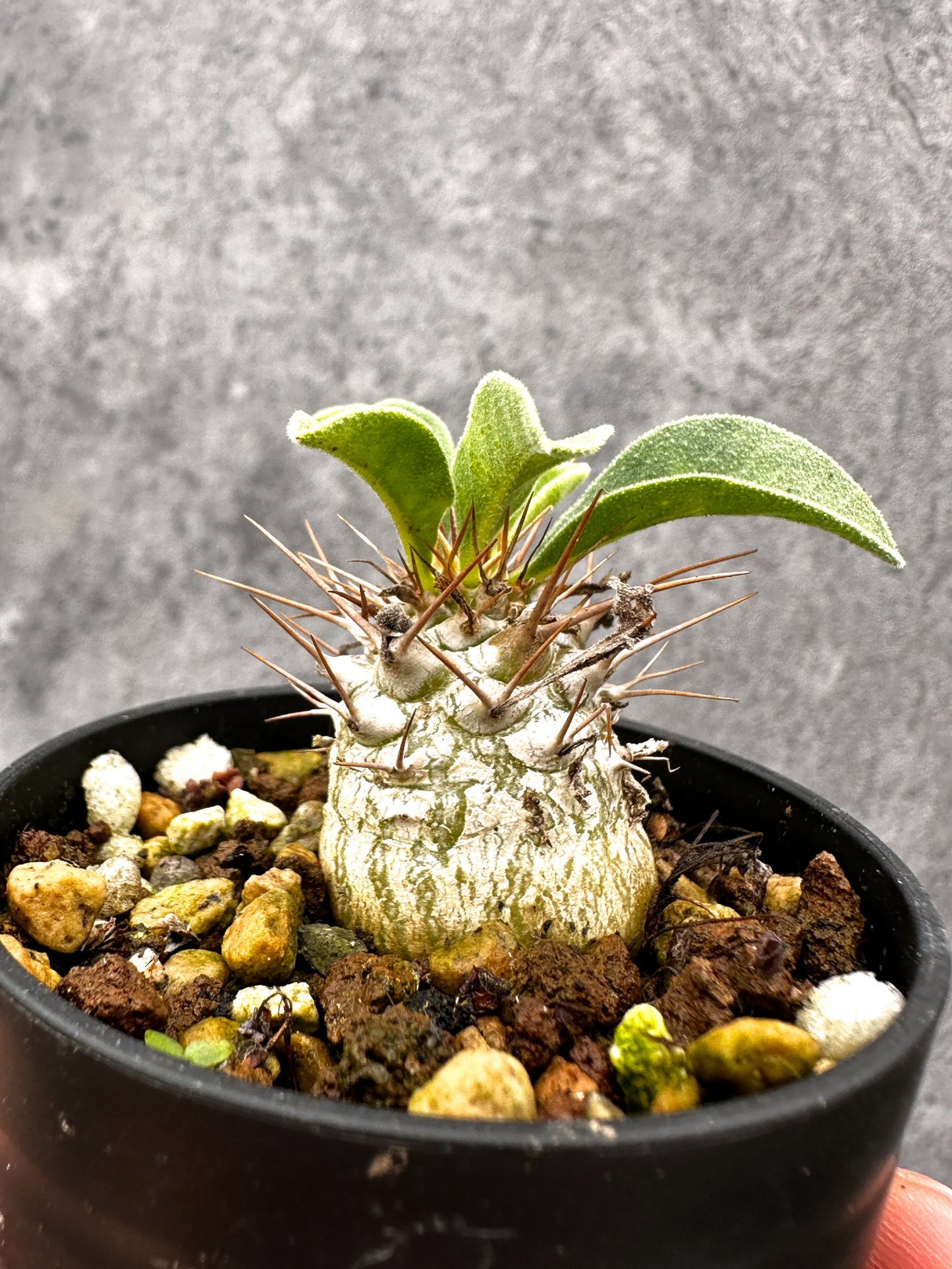 【現品限り】パキポディウム・ナマクアナム 光堂 実生【I16】 Pachypodium namaquanum
