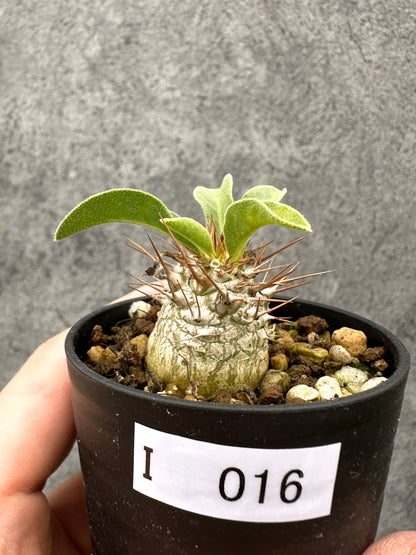【現品限り】パキポディウム・ナマクアナム 光堂 実生【I16】 Pachypodium namaquanum