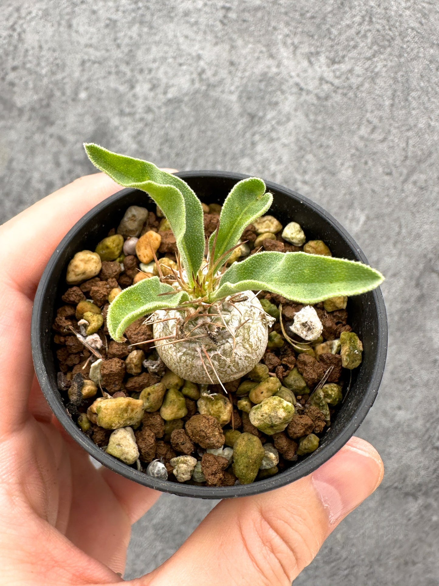 【現品限り】パキポディウム・ナマクアナム 光堂 実生【I17】 Pachypodium namaquanum