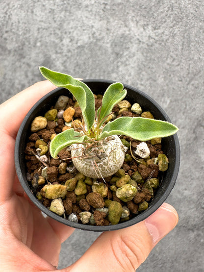 【現品限り】パキポディウム・ナマクアナム 光堂 実生【I17】 Pachypodium namaquanum