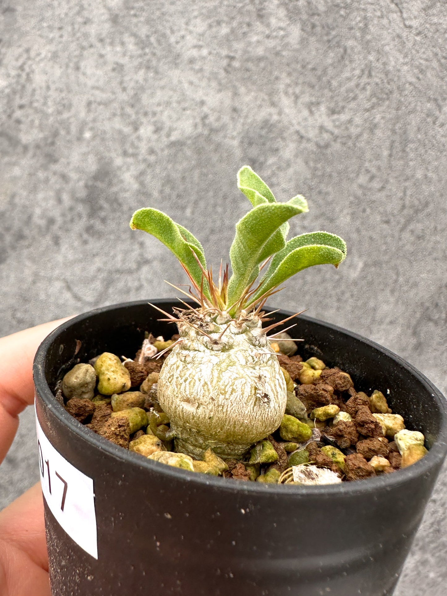 【現品限り】パキポディウム・ナマクアナム 光堂 実生【I17】 Pachypodium namaquanum