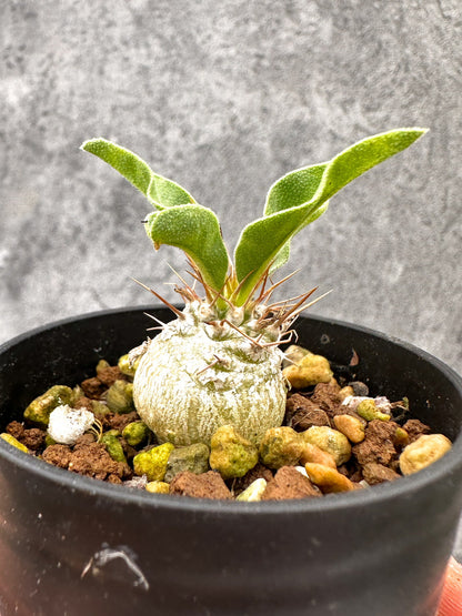 【現品限り】パキポディウム・ナマクアナム 光堂 実生【I17】 Pachypodium namaquanum