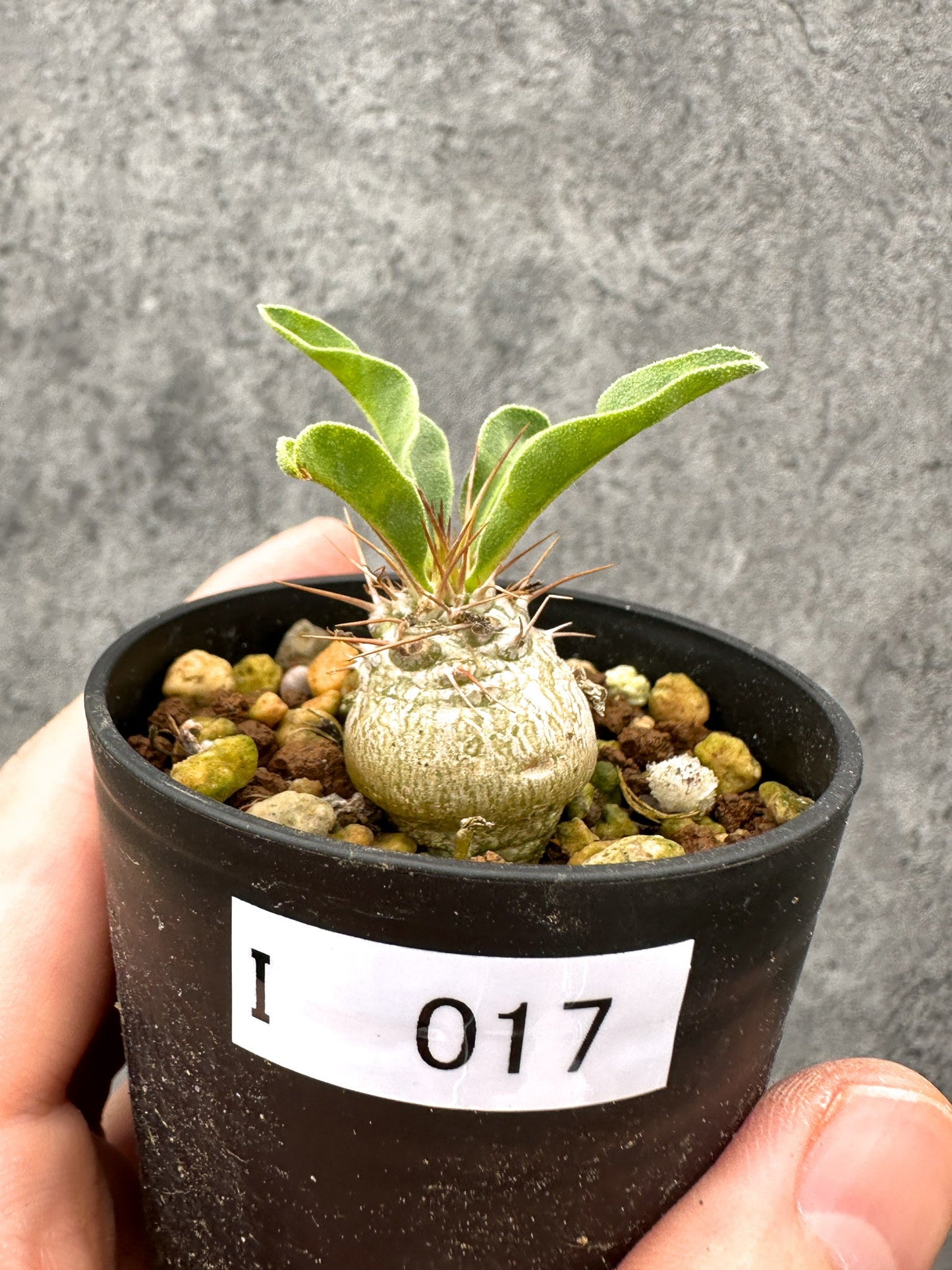 【現品限り】パキポディウム・ナマクアナム 光堂 実生【I17】 Pachypodium namaquanum