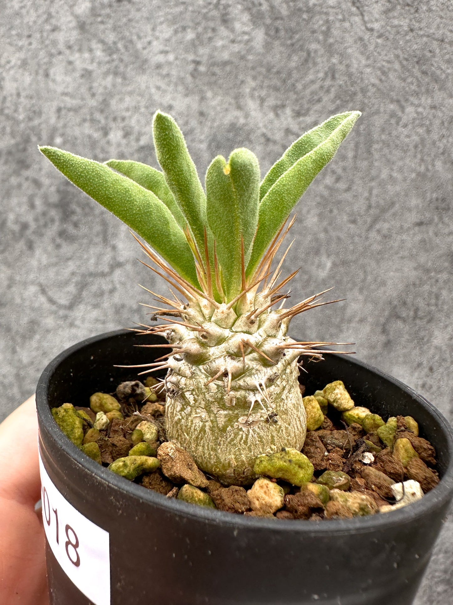 【現品限り】パキポディウム・ナマクアナム 光堂 実生【I18】 Pachypodium namaquanum