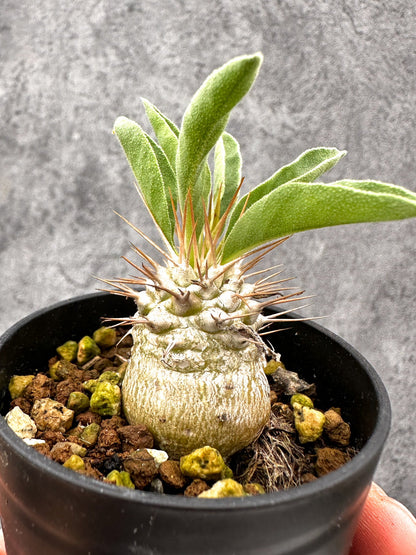 【現品限り】パキポディウム・ナマクアナム 光堂 実生【I18】 Pachypodium namaquanum