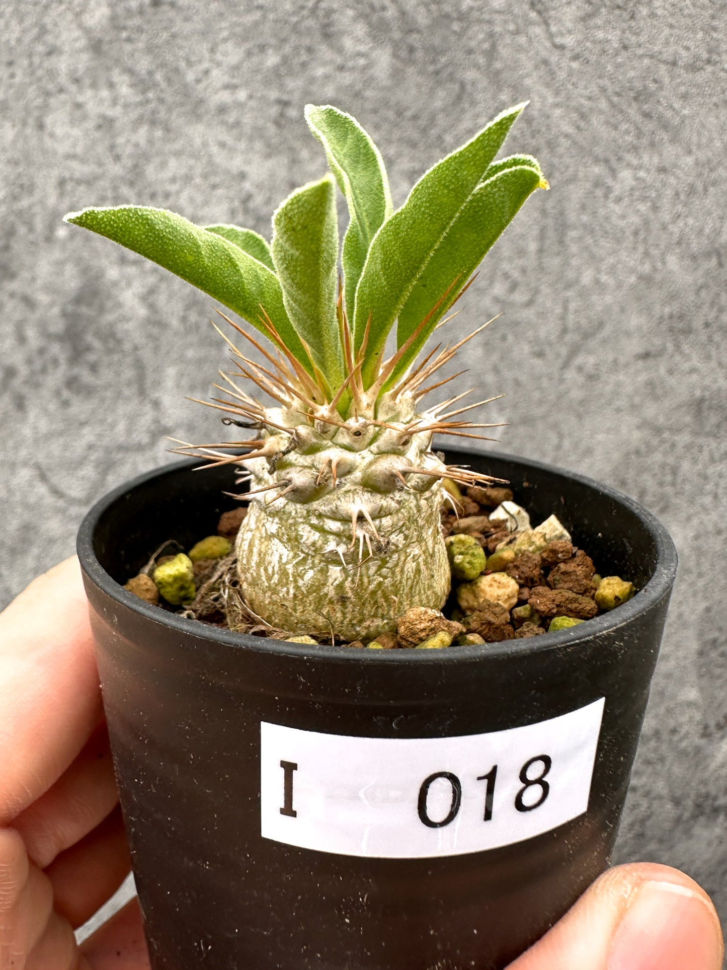 【現品限り】パキポディウム・ナマクアナム 光堂 実生【I18】 Pachypodium namaquanum