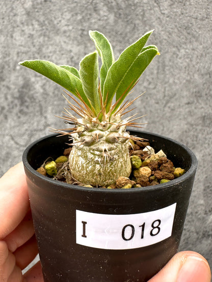 【現品限り】パキポディウム・ナマクアナム 光堂 実生【I18】 Pachypodium namaquanum