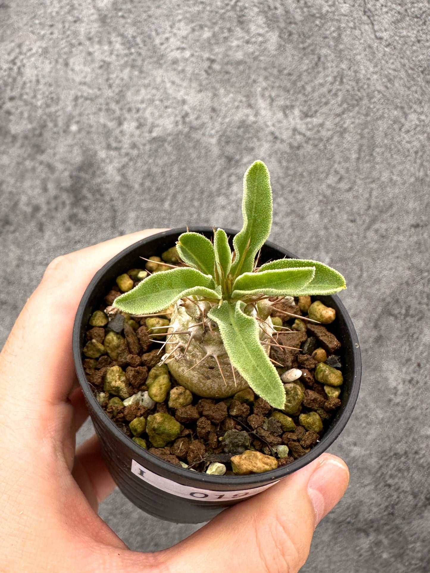 【現品限り】パキポディウム・ナマクアナム 光堂 実生【I19】 Pachypodium namaquanum