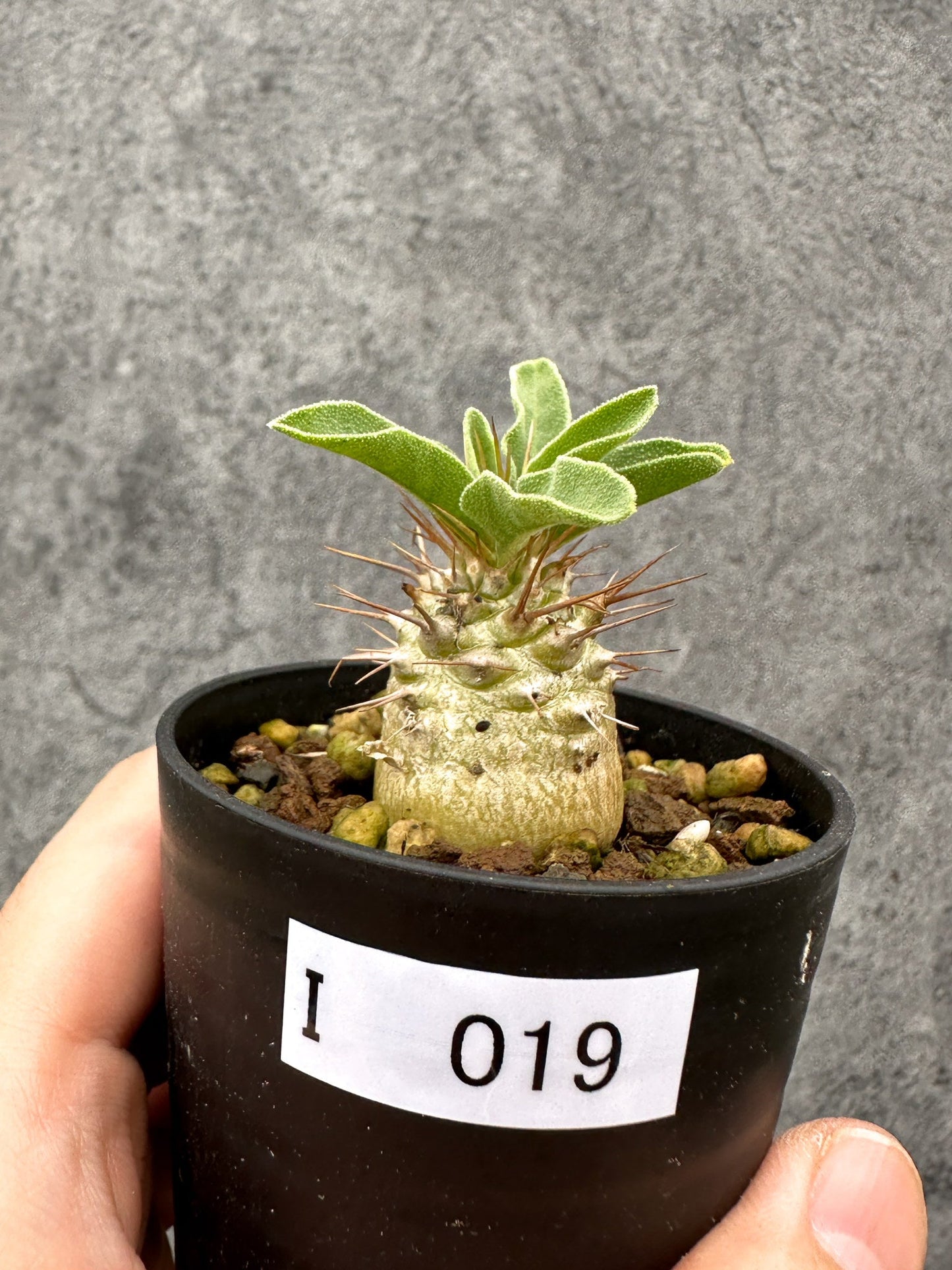 【現品限り】パキポディウム・ナマクアナム 光堂 実生【I19】 Pachypodium namaquanum