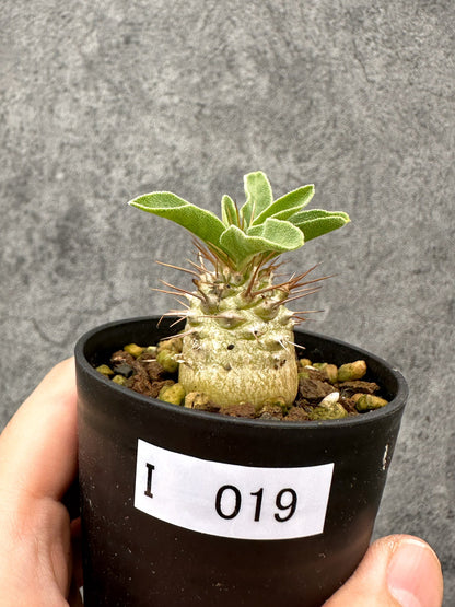 【現品限り】パキポディウム・ナマクアナム 光堂 実生【I19】 Pachypodium namaquanum