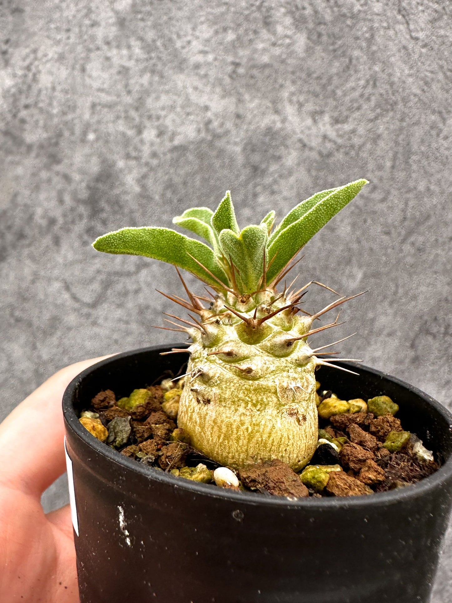 【現品限り】パキポディウム・ナマクアナム 光堂 実生【I19】 Pachypodium namaquanum